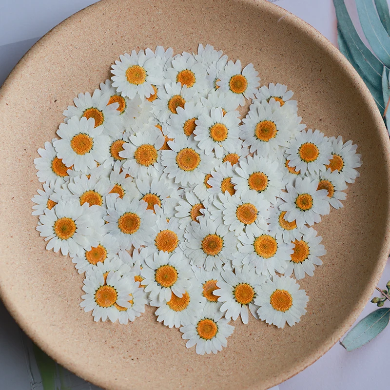 Dried Flower Bookmark - 60X 말린 자연 흰색 국화 Paludosum