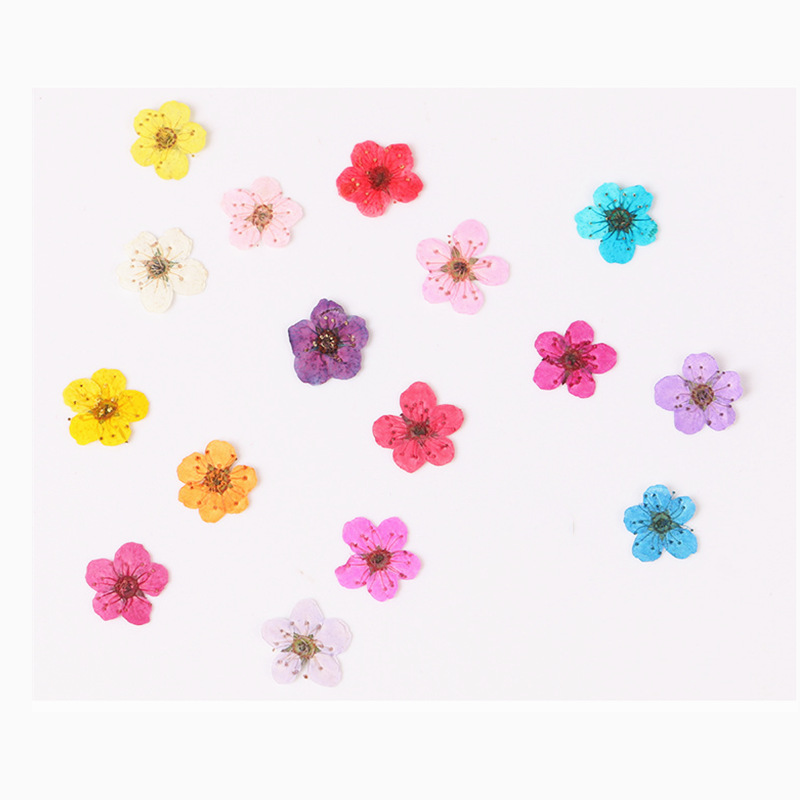 Dried Flower Bookmark - 60pcs 미니 누르면 말린 수선화 Jonquilla