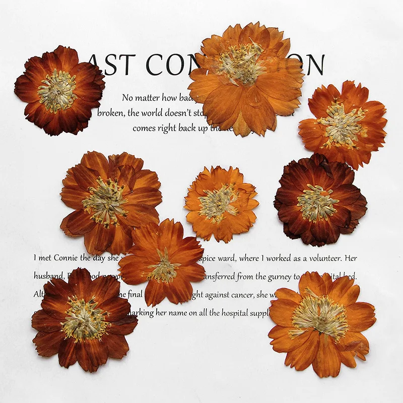 Dried Flower Bookmark - 12pcs/3-5cm, 자연 누르면 Thiohua 국화, 복고풍