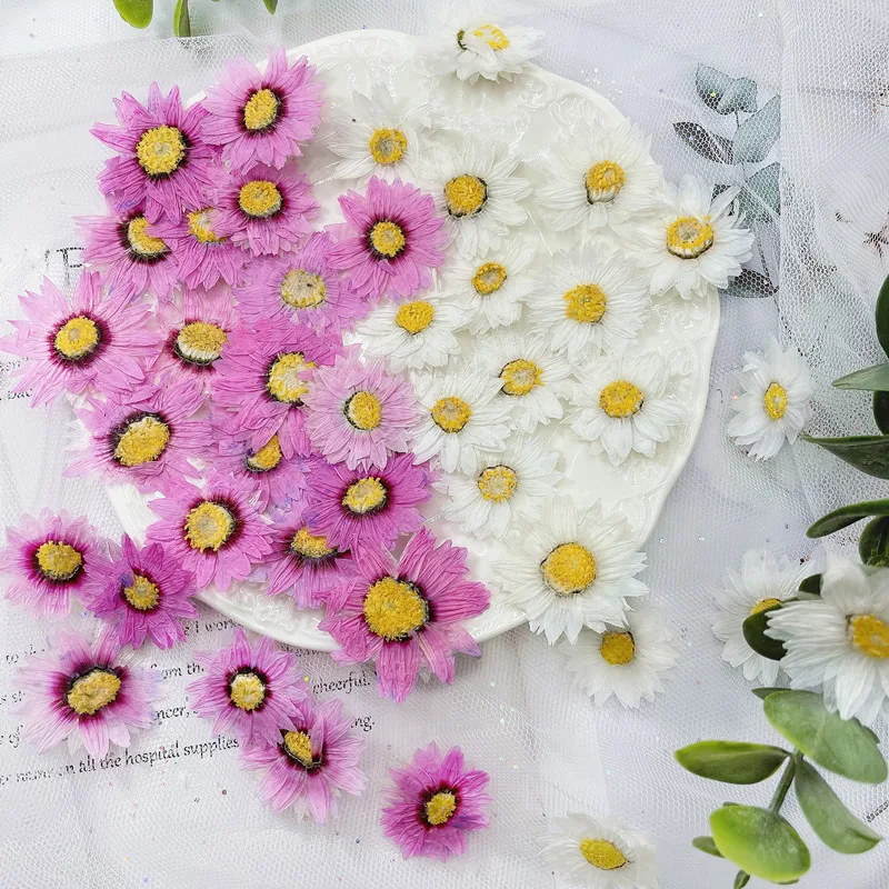Dried Flower Bookmark - 24pcs/2-4CM, 자연 누르면 꽃 꽃잎, 진짜