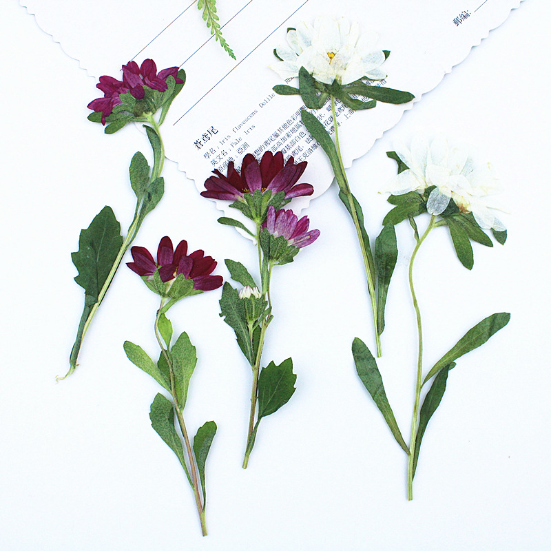 Dried Flower Bookmark - 24pcs, 레진 전화 케이스 램프 데칼