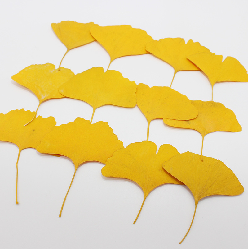 Dried Flower Bookmark - 60개 압축 건조된 노란색/녹색 은행잎(메이든헤어) 식물