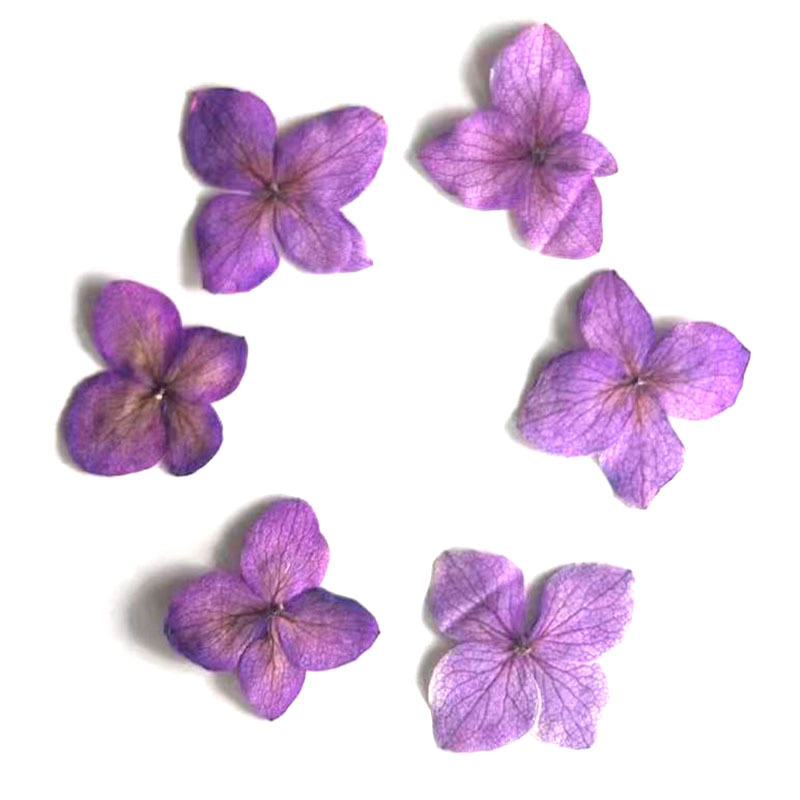 60개 안나 수국 색상흡수 꽃 에폭시 레진 북마크 사진 - Dried Flower Bookmark 리뷰 및 가격