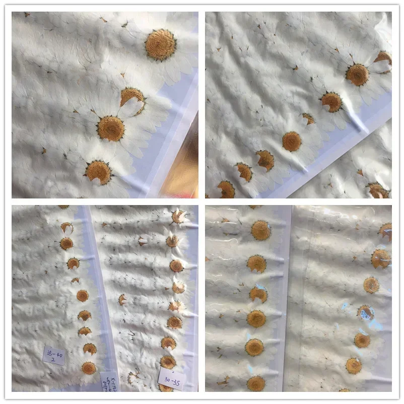 60X 말린 자연 흰색 국화 Paludosum 꽃 보석 - Dried Flower Bookmark 리뷰 및 가격