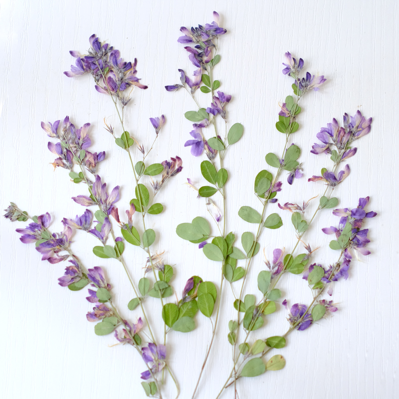 6개, 자연산 레스페다자 포모사 말린 압화, 식물 표본 - Dried Flower Bookmark 리뷰 및 가격