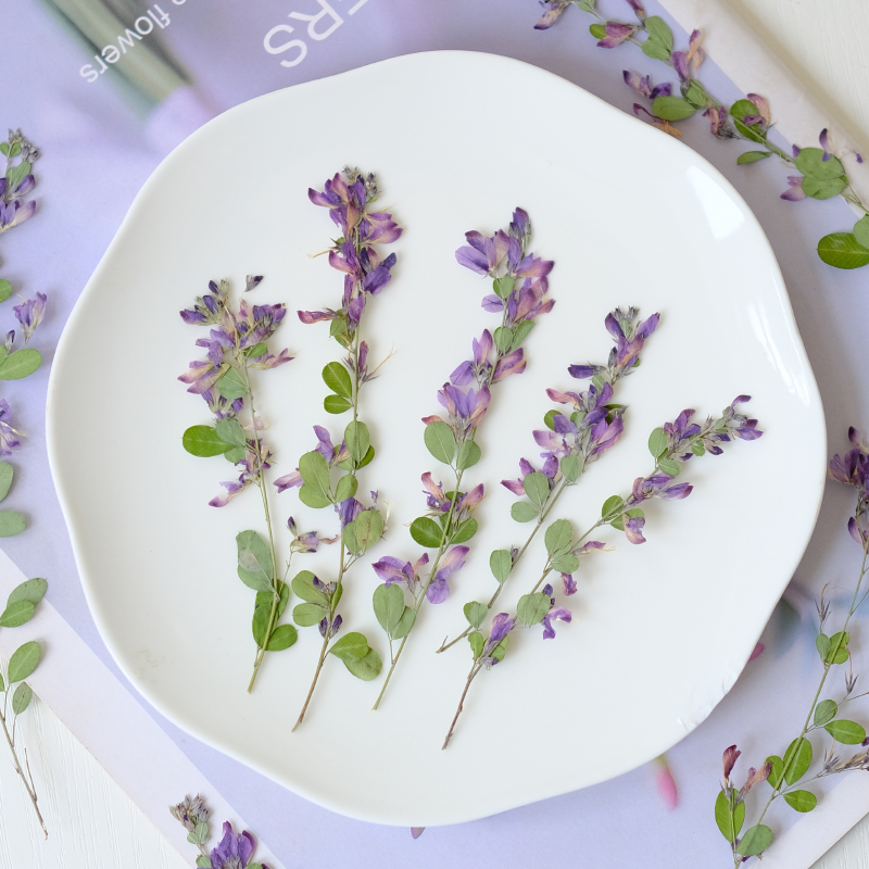 6개, 자연산 레스페다자 포모사 말린 압화, 식물 표본 - Dried Flower Bookmark 리뷰 및 가격