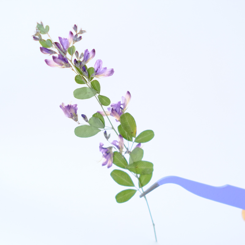 6개, 자연산 레스페다자 포모사 말린 압화, 식물 표본 - Dried Flower Bookmark 리뷰 및 가격