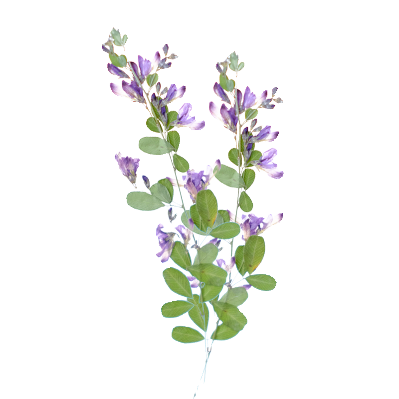 6개, 자연산 레스페다자 포모사 말린 압화, 식물 표본 - Dried Flower Bookmark 리뷰 및 가격