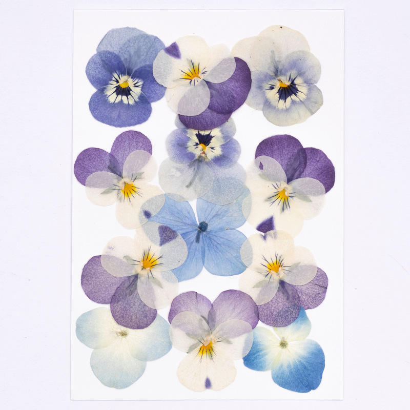 12pcs, 리얼 비올라 코르누타 압축 건조 꽃 천연  - Dried Flower Bookmark 리뷰 및 가격