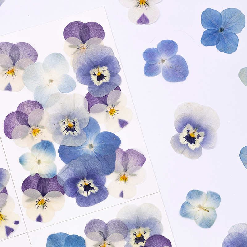 12pcs, 리얼 비올라 코르누타 압축 건조 꽃 천연  - Dried Flower Bookmark 리뷰 및 가격