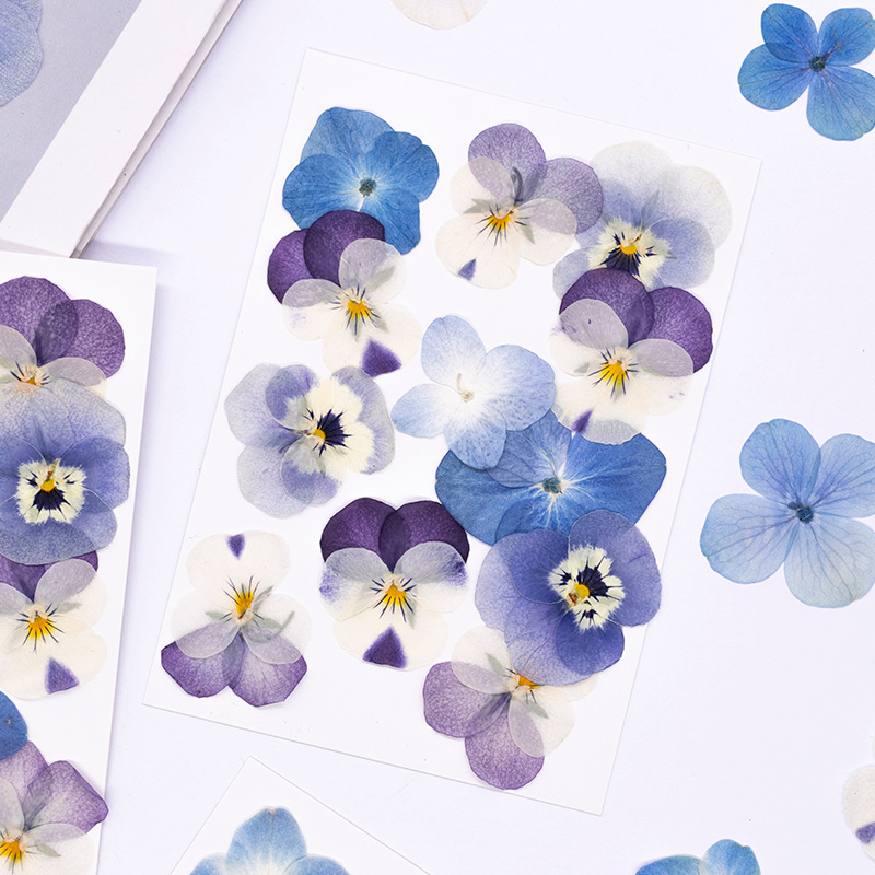 12pcs, 리얼 비올라 코르누타 압축 건조 꽃 천연  - Dried Flower Bookmark 리뷰 및 가격