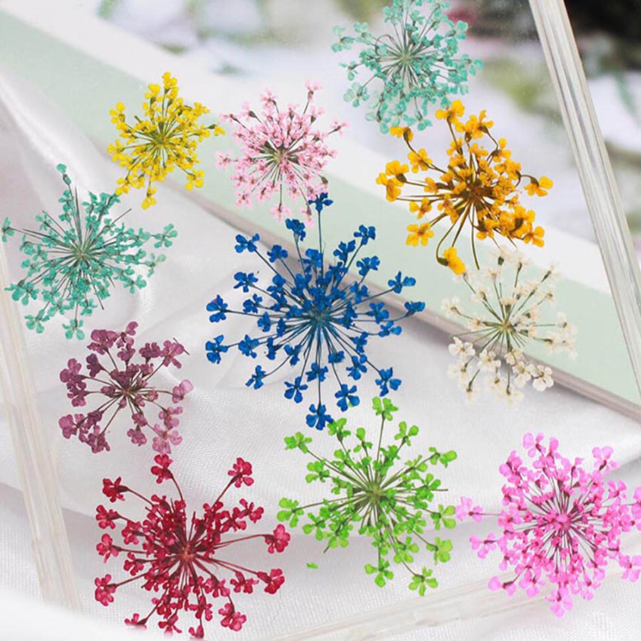 Ammi Majus 꽃 식물 식물 식물 바리움, 쥬얼리 - Dried Flower Bookmark 리뷰 및 가격