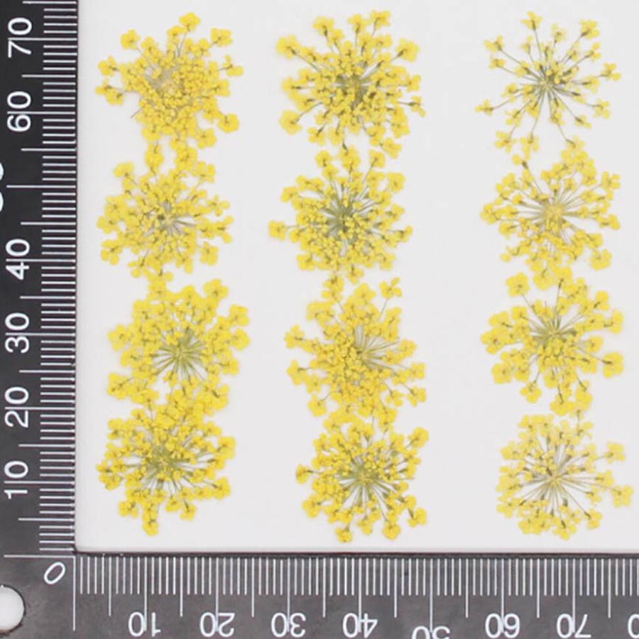 Ammi Majus 꽃 식물 식물 식물 바리움, 쥬얼리 - Dried Flower Bookmark 리뷰 및 가격