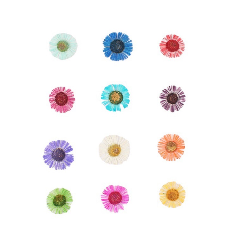 1 세트 압축 건조 꽃 에리게론 아크리스 L 허브라이움 - Dried Flower Bookmark 리뷰 및 가격