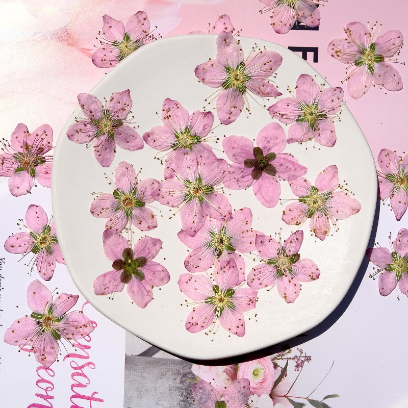 3-4cm./6pcs, 핑크 복숭아 꽃 압축 말린 꽃  - Dried Flower Bookmark 리뷰 및 가격
