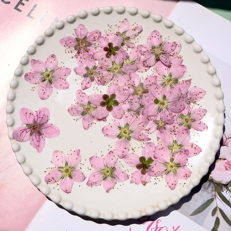 3-4cm./6pcs, 핑크 복숭아 꽃 압축 말린 꽃  - Dried Flower Bookmark 리뷰 및 가격
