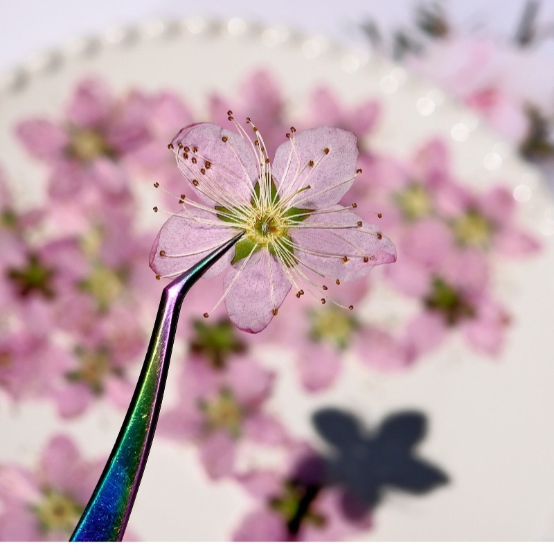 3-4cm./6pcs, 핑크 복숭아 꽃 압축 말린 꽃  - Dried Flower Bookmark 리뷰 및 가격