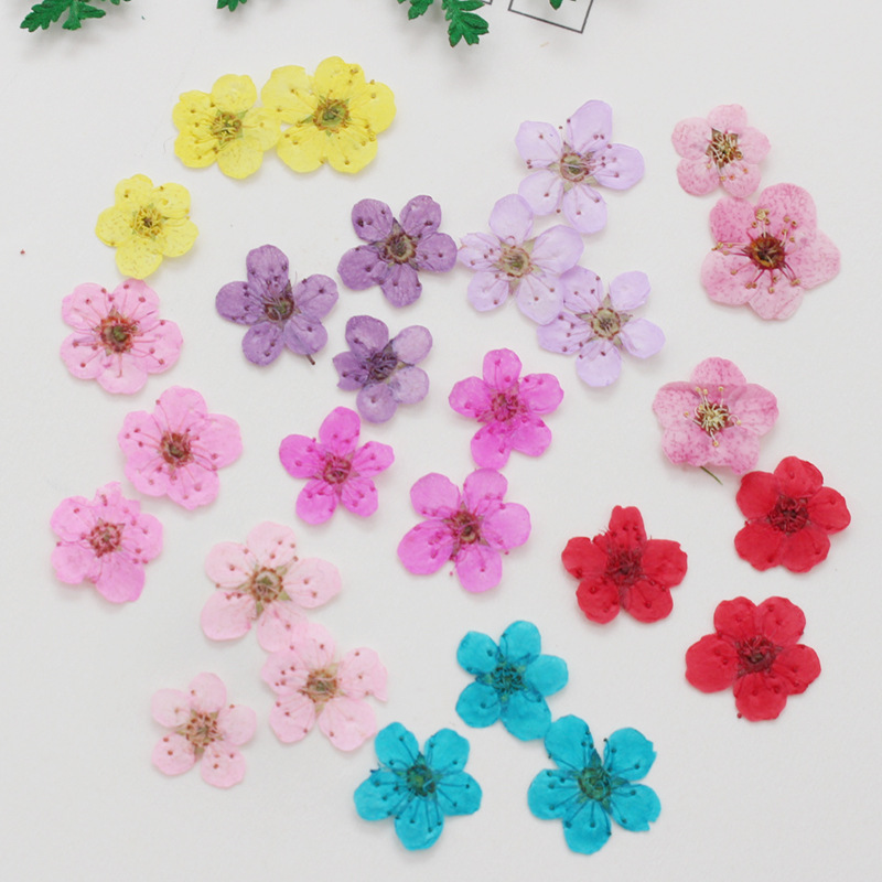 60pcs 미니 누르면 말린 수선화 Jonquilla  - Dried Flower Bookmark 리뷰 및 가격