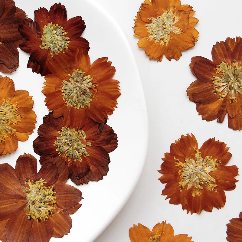 12pcs/3-5cm, 자연 누르면 Thiohua 국화 - Dried Flower Bookmark 리뷰 및 가격