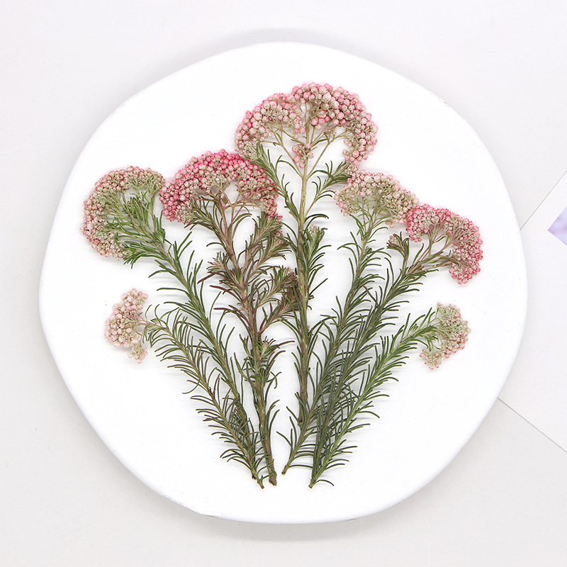 12개, 자연산 수수꽃 가지, 압화 DIY 글루 드롭  - Dried Flower Bookmark 리뷰 및 가격