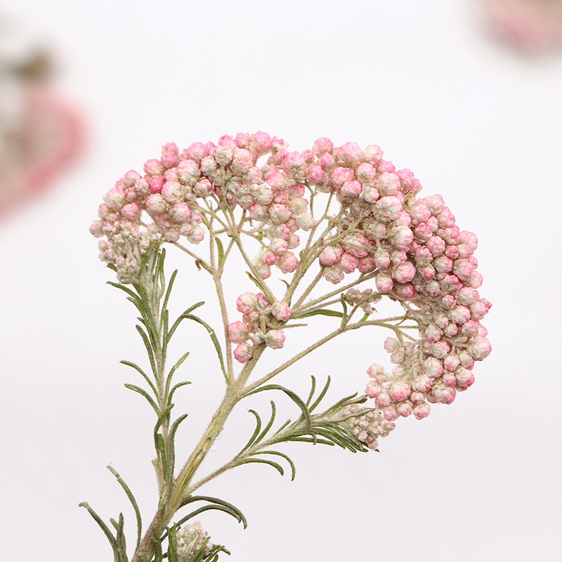 12개, 자연산 수수꽃 가지, 압화 DIY 글루 드롭  - Dried Flower Bookmark 리뷰 및 가격