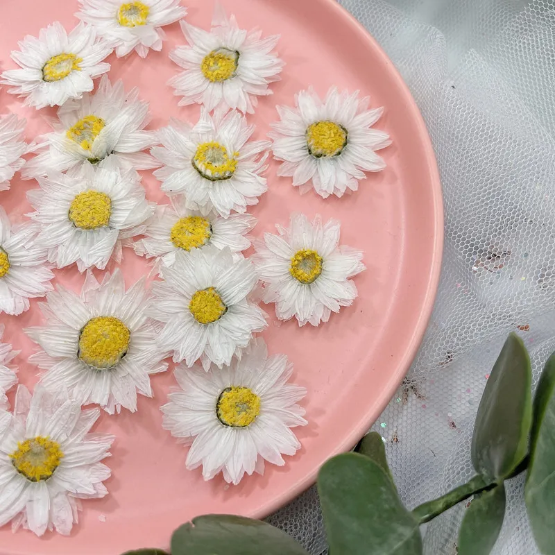 24pcs/2-4CM, 자연 누르면 꽃 꽃잎, 진짜 말 - Dried Flower Bookmark 리뷰 및 가격