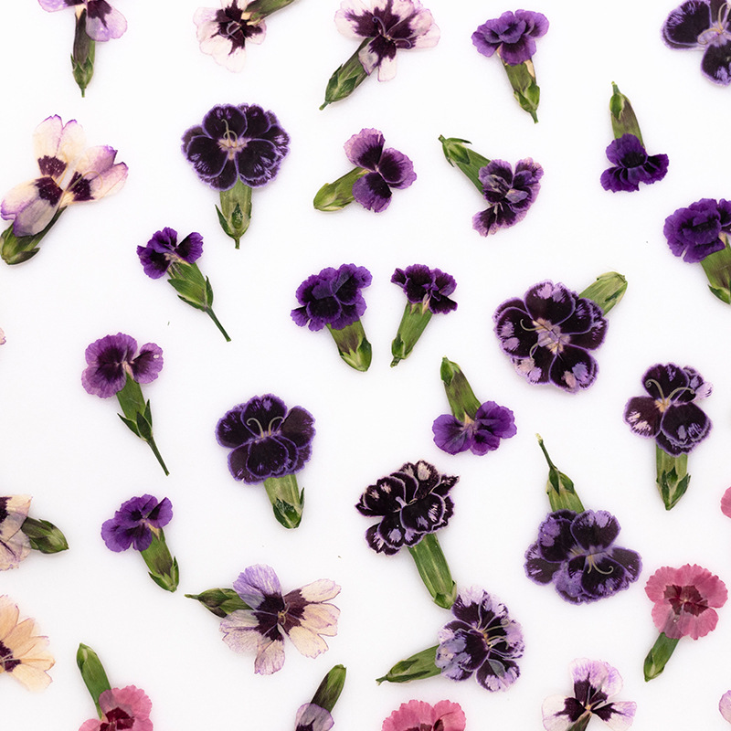 24개, 압화된 디안투스 꽃, 실제 식물 DIY 인사말 - Dried Flower Bookmark 리뷰 및 가격