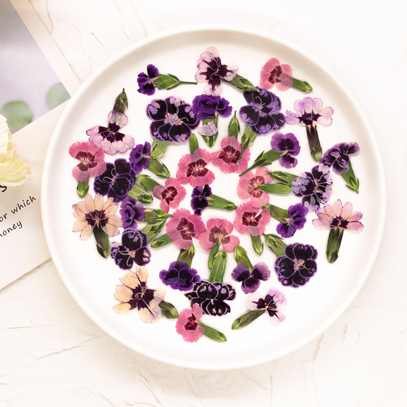 24개, 압화된 디안투스 꽃, 실제 식물 DIY 인사말 - Dried Flower Bookmark 리뷰 및 가격