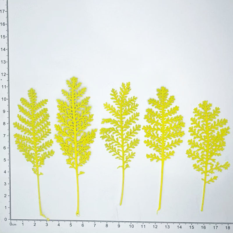 100개 천연 은색 깃털 잎사귀, 색상으로 염색한 압화 - Dried Flower Bookmark 리뷰 및 가격