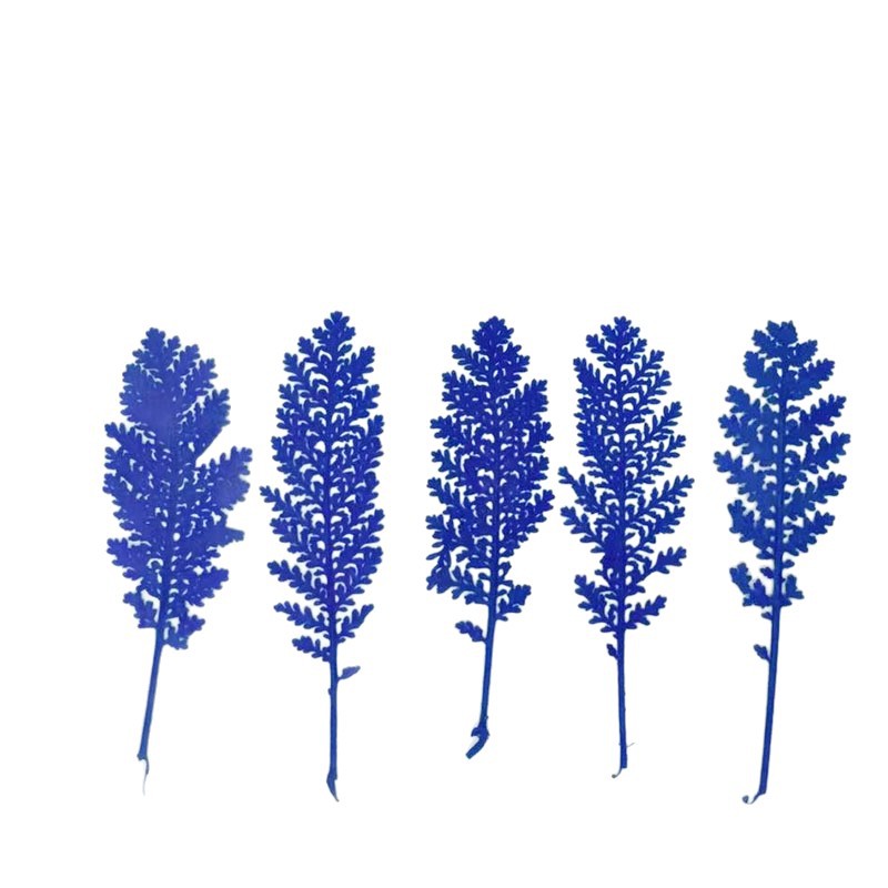 100개 천연 은색 깃털 잎사귀, 색상으로 염색한 압화 - Dried Flower Bookmark 리뷰 및 가격