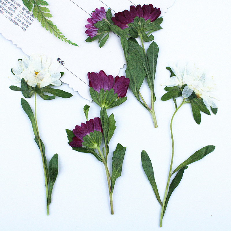 24pcs, 레진 전화 케이스 램프 데칼 북마크 식물  - Dried Flower Bookmark 리뷰 및 가격