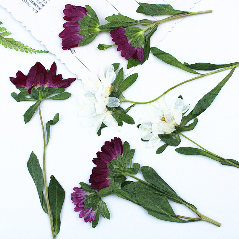 24pcs, 레진 전화 케이스 램프 데칼 북마크 식물  - Dried Flower Bookmark 리뷰 및 가격
