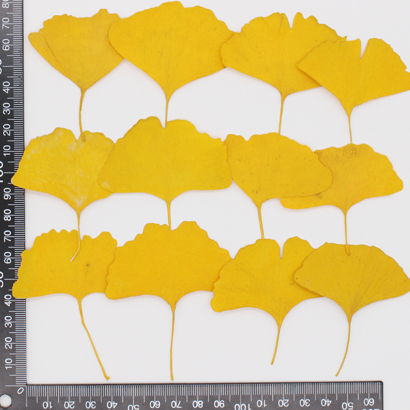 60개 압축 건조된 노란색/녹색 은행잎(메이든헤어) 식 - Dried Flower Bookmark 리뷰 및 가격